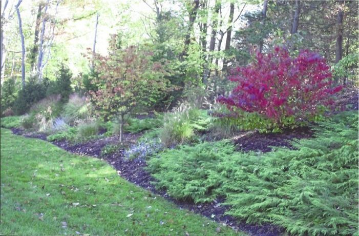 Lush garden with green shrubs, a pink flowering bush, and a curving path beside trees
