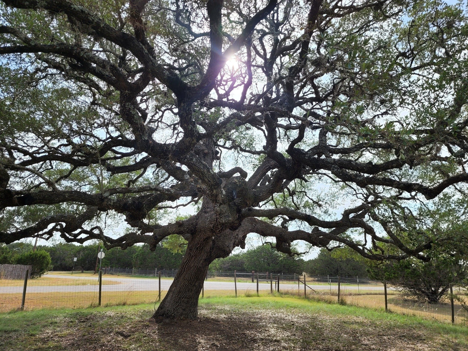 J&J Tree Care Professionals Tree Trimming Services