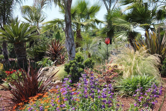 Tropical garden with palm trees, colorful flowers, and lush ornamental grasses in bright sunlight