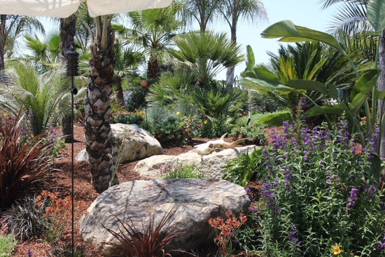 Desert garden with palm trees, rocks, and purple flowering shrubs in bright sunlight