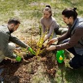 Three people planting a young shrub in a garden bed, wearing gloves and kneeling in the grass.