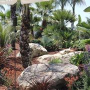 Tropical garden with palm trees, large rocks, and colorful desert plants