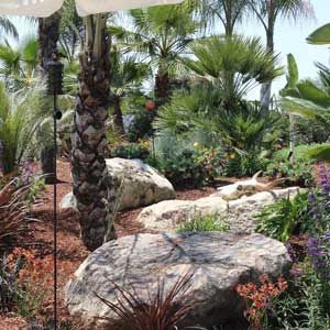 Tropical garden with palm trees, large rocks, and colorful desert plants