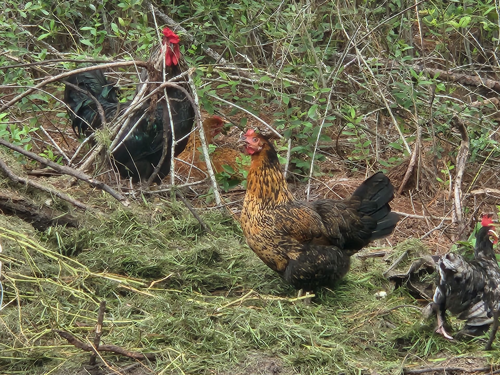 Easter Egger Chicks Easter egger chicks