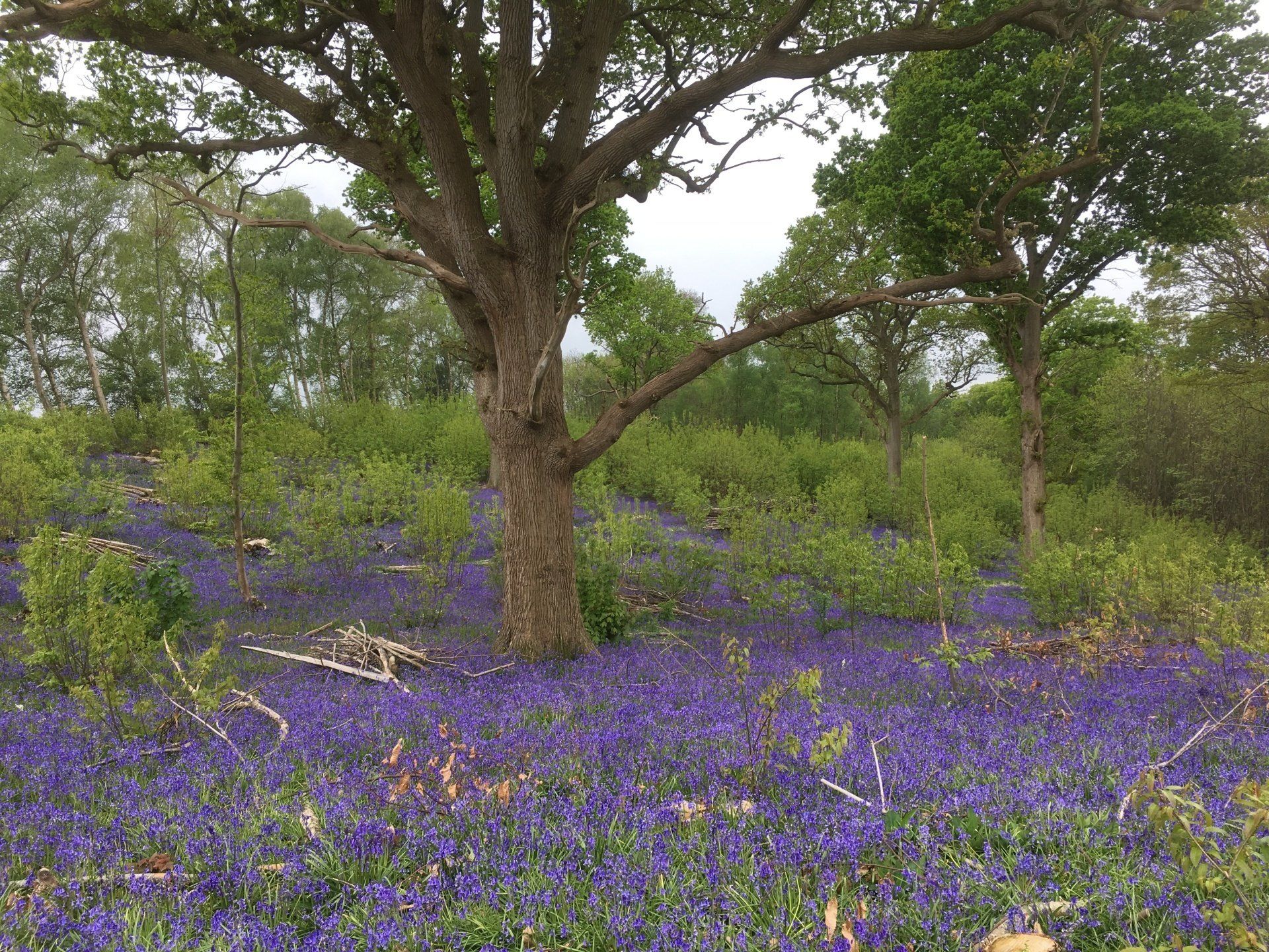 Bluebell Beauty