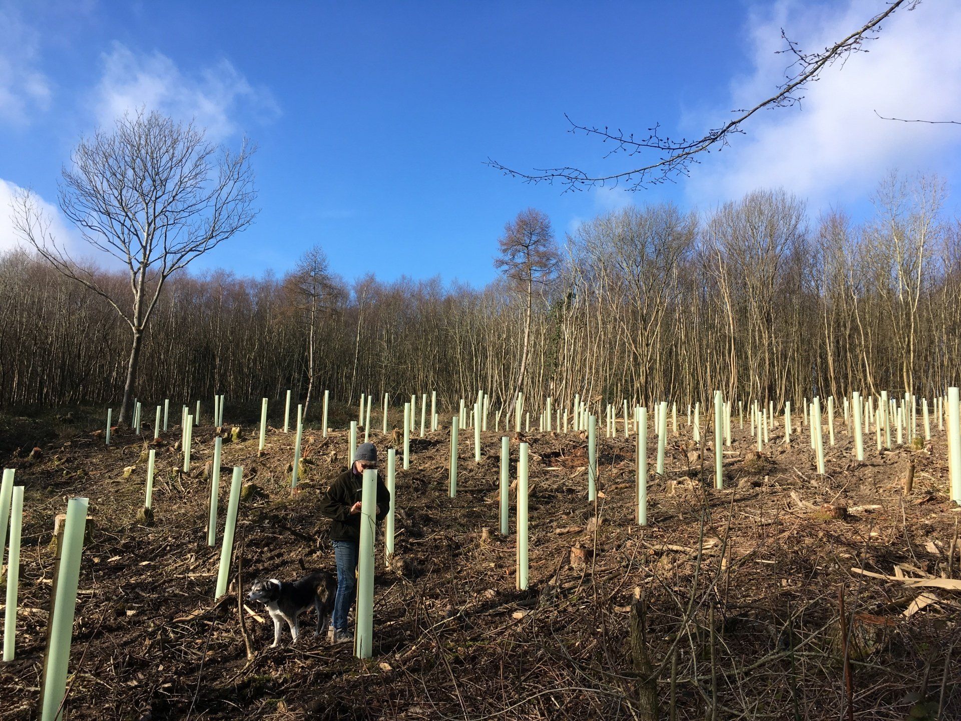 Replanting hardwood