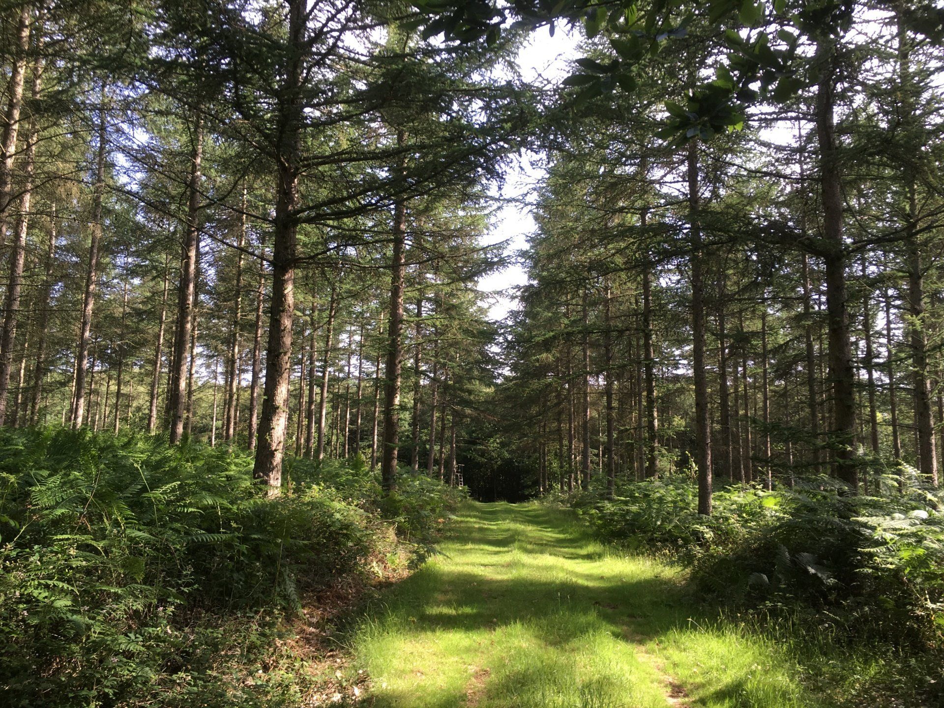 Larch Ride
