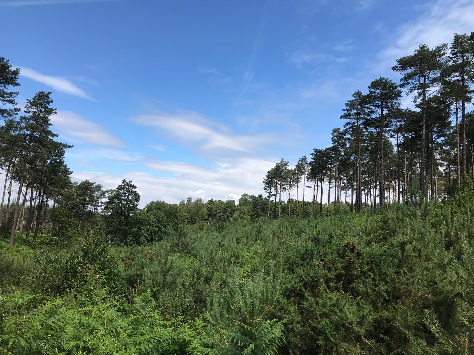 Pine regeneration