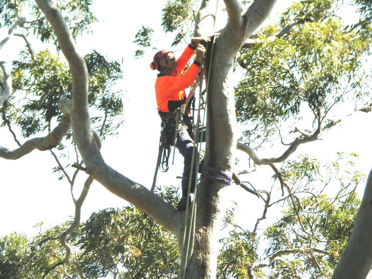 Tree Removal, Pruning & Trimming Sydney NSW | Above All Tree