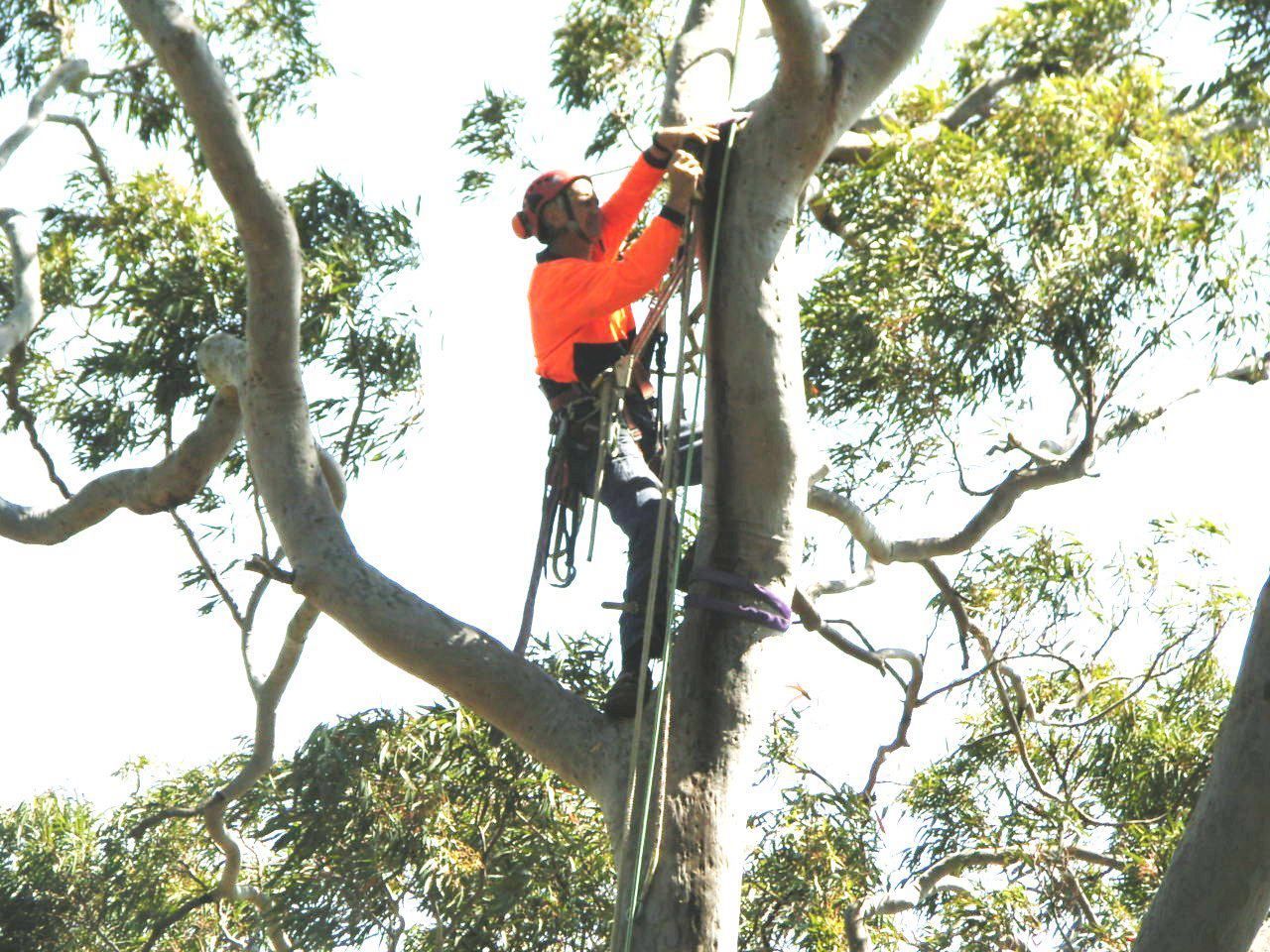 Tree Removal Engadine NSW