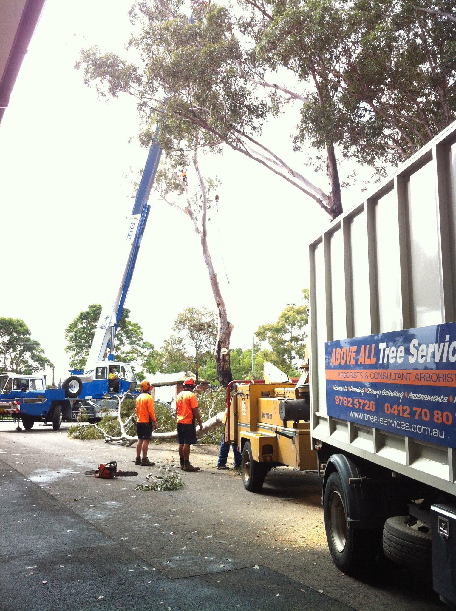Emergency Tree Services Engadine NSW