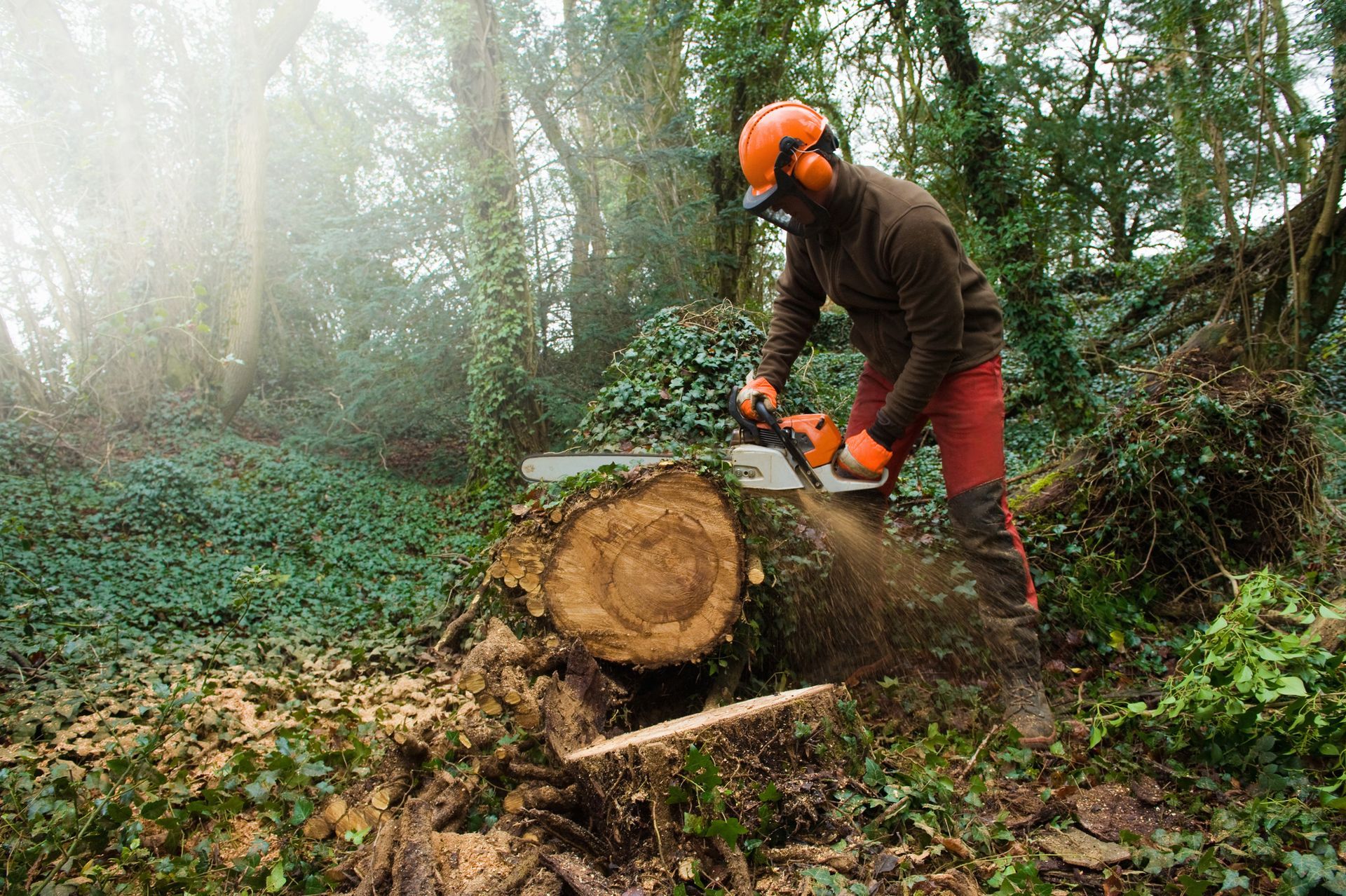 Stump Grinding Engadine NSW