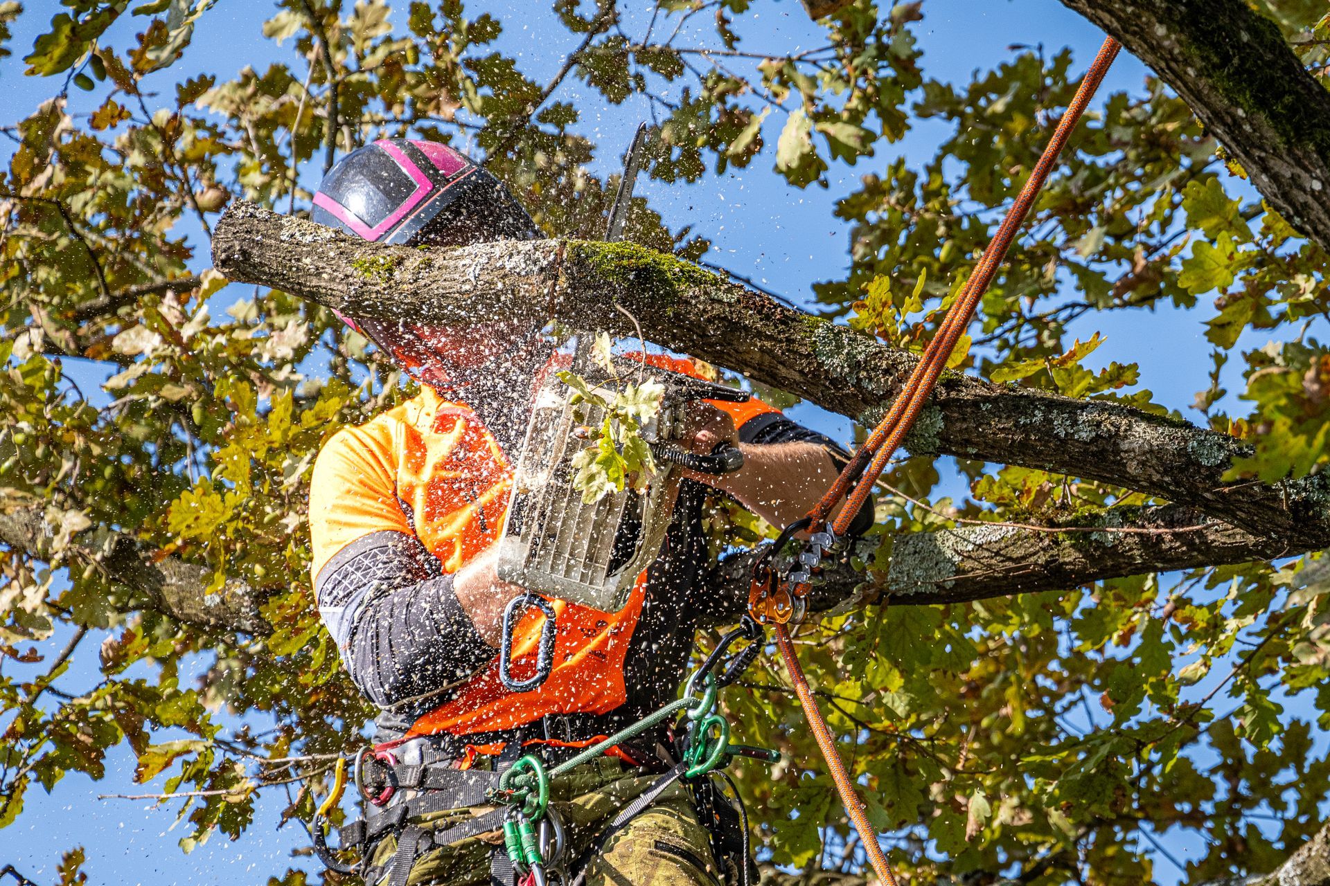 Tree Removal Engadine NSW