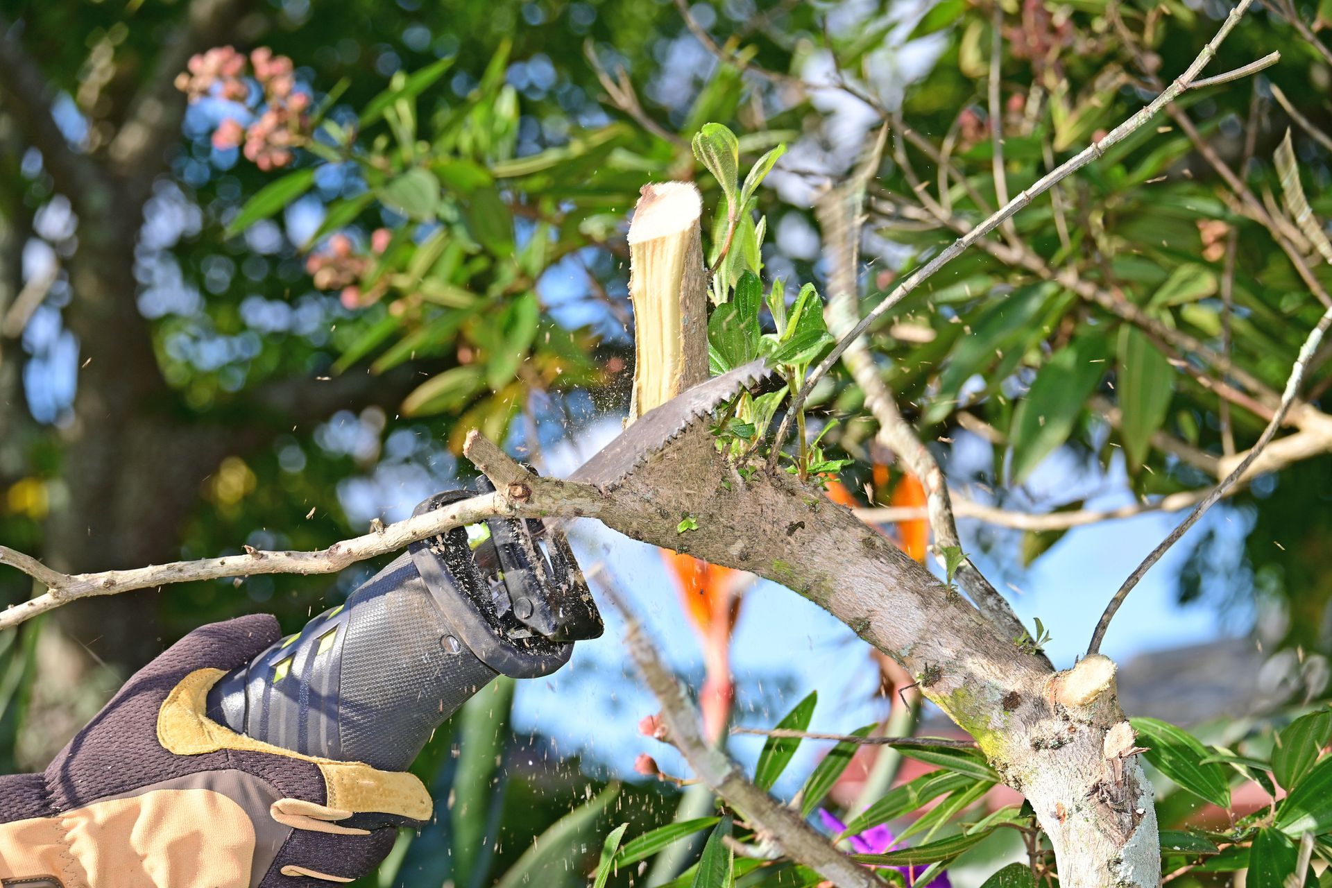 A skilled tree specialist carefully sawing overgrown branches as part of a tree trimming job. A skilled tree specialist carefully sawing overgrown branches as part of a tree trimming job.