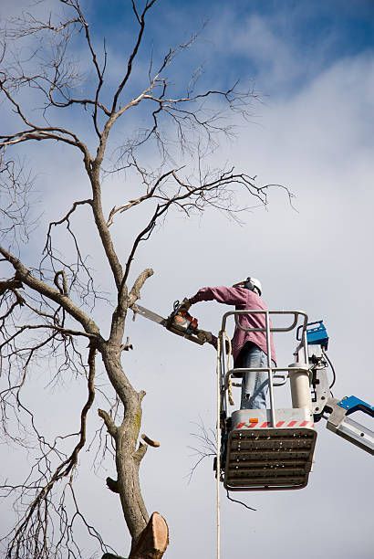Expert tree trimming of a tall eucalyptus to improve safety.