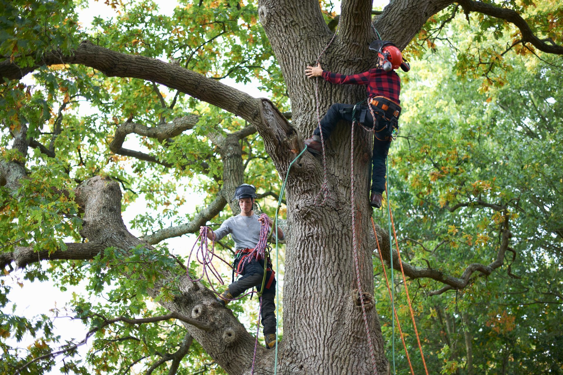 Emergency Tree Services Engadine NSW