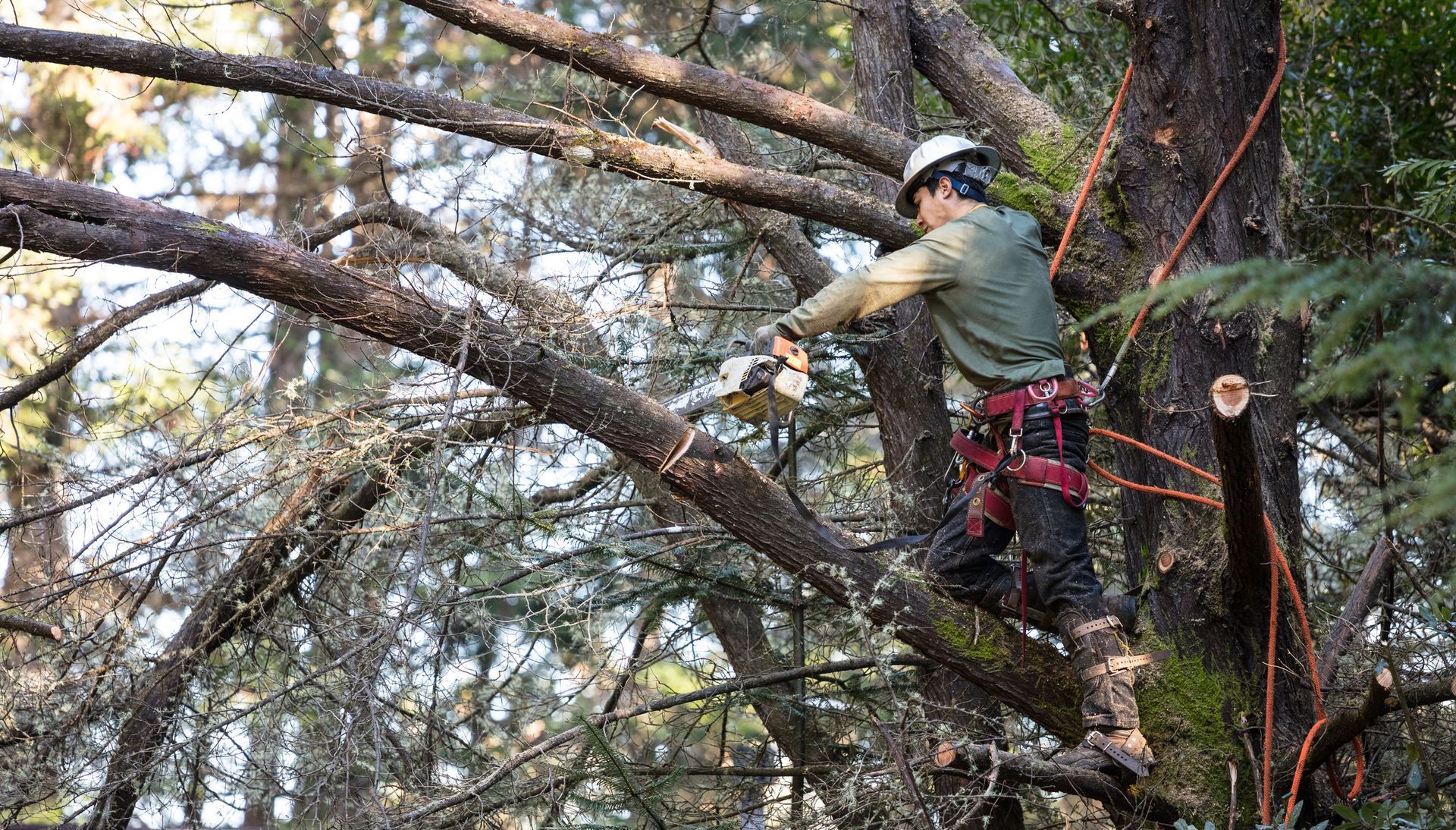 A man is cutting the branches on a tree in the process of removing the entire tree.