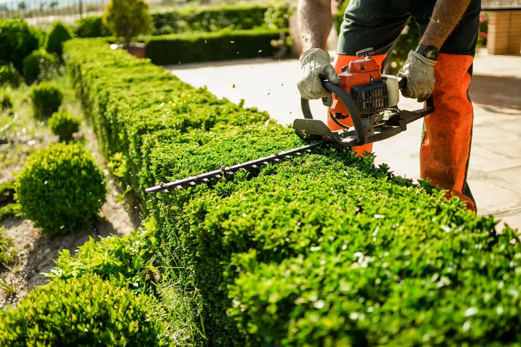 Hedging Engadine NSW