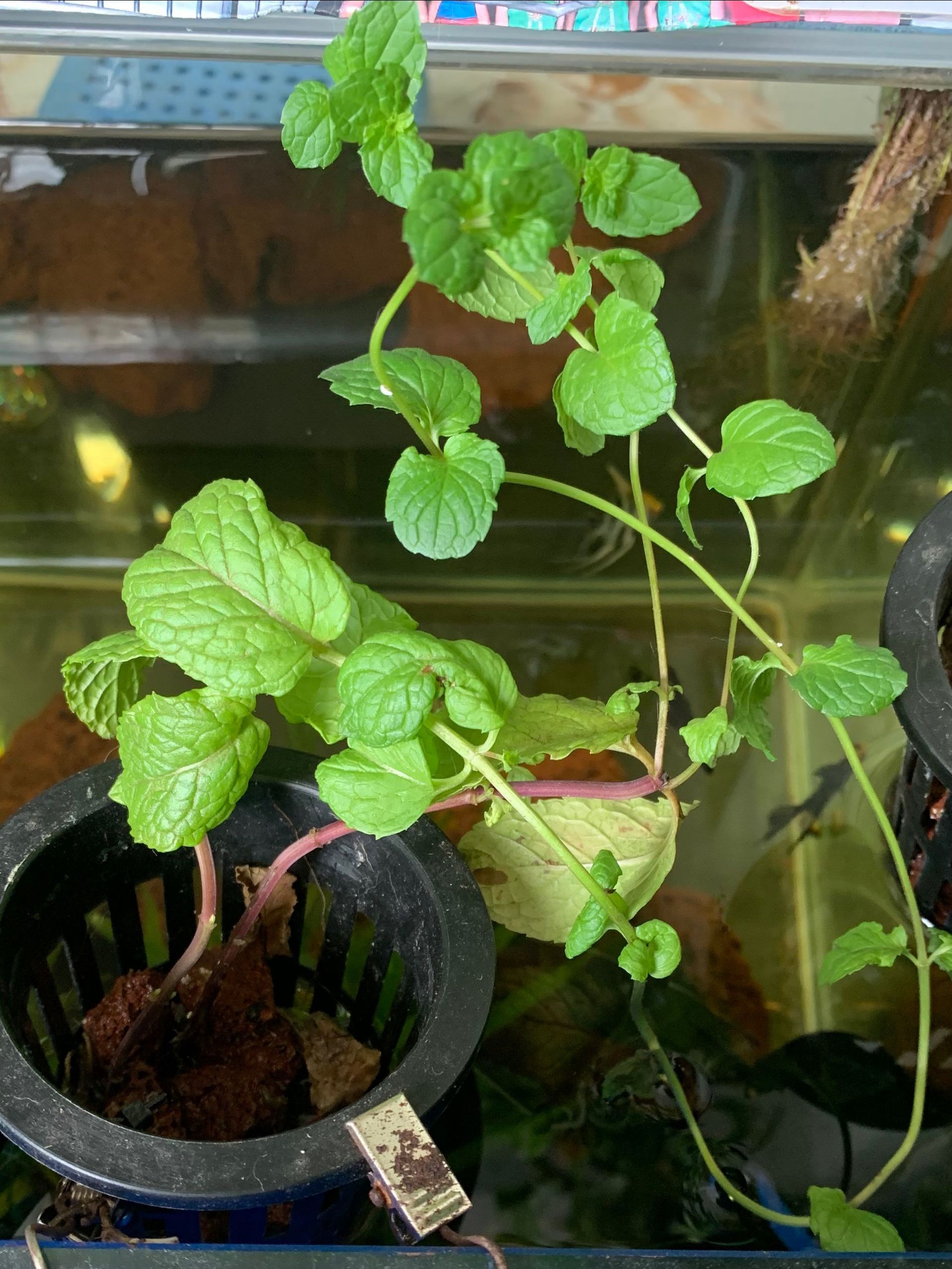 Mint plant growing in a black, slotted pot with brown medium, inside of a fish tank.