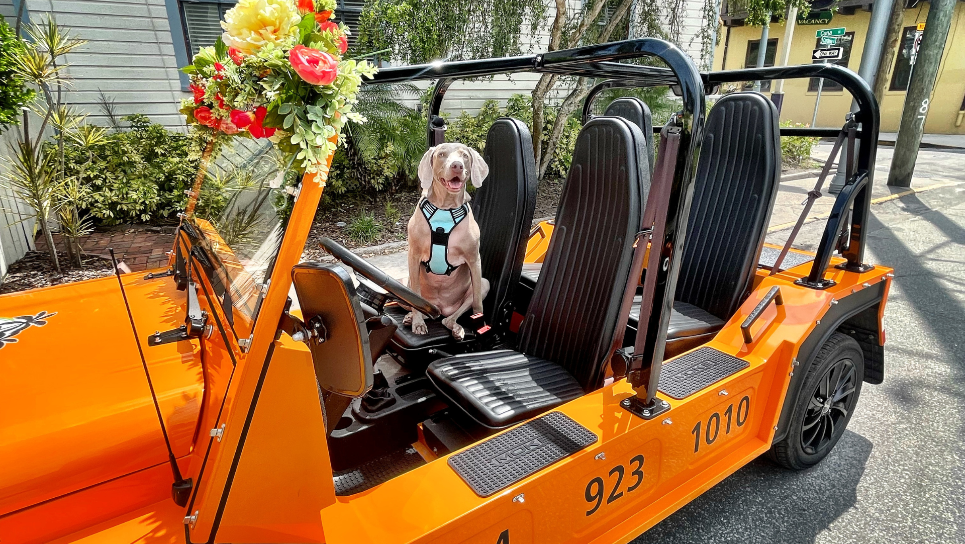 A dog is sitting in the driver 's seat of an orange electric moke