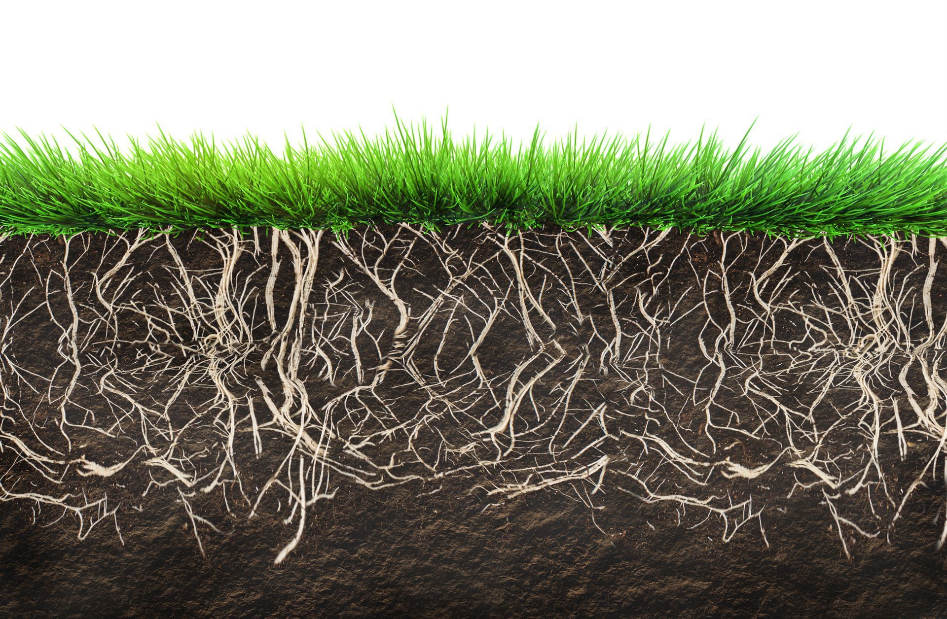 A close up of the roots of a grass growing out of the ground.