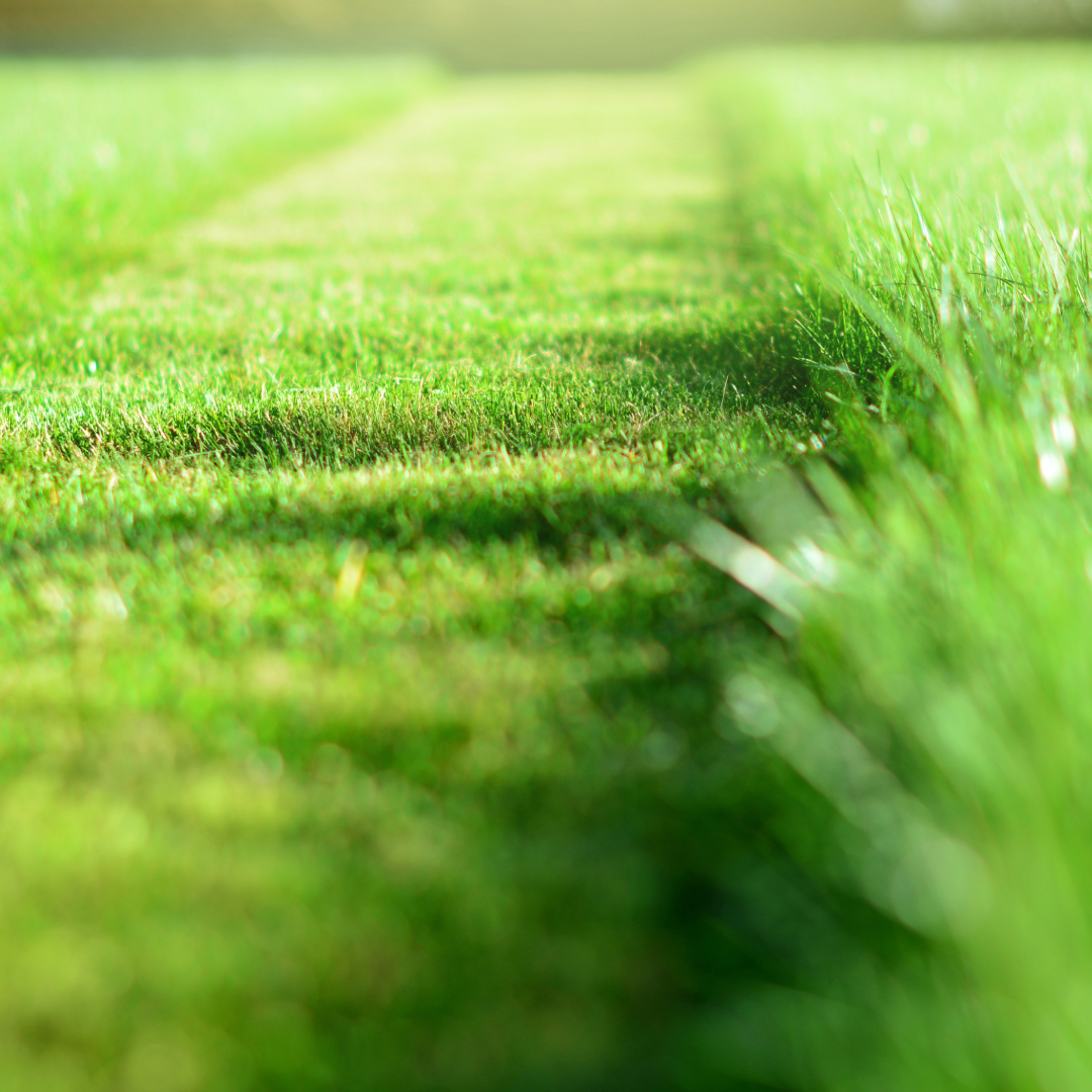 A close up of a lush green field of grass.