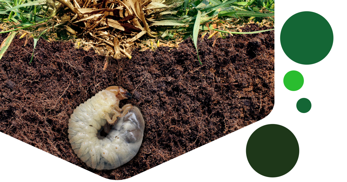 Grubs in lawn