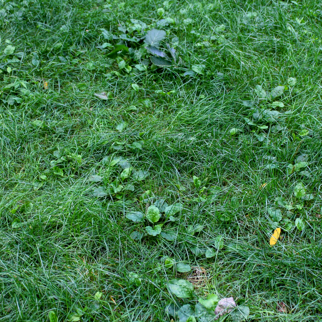 A close up of a lush green lawn with a few plants growing out of it.