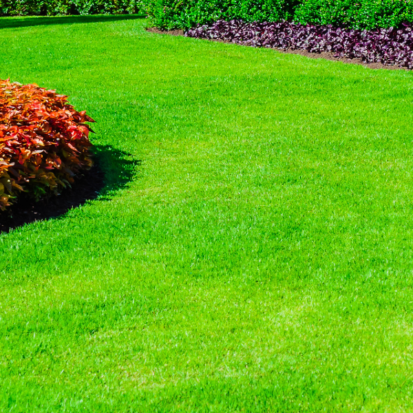 A lush green lawn with a bush in the middle of it.