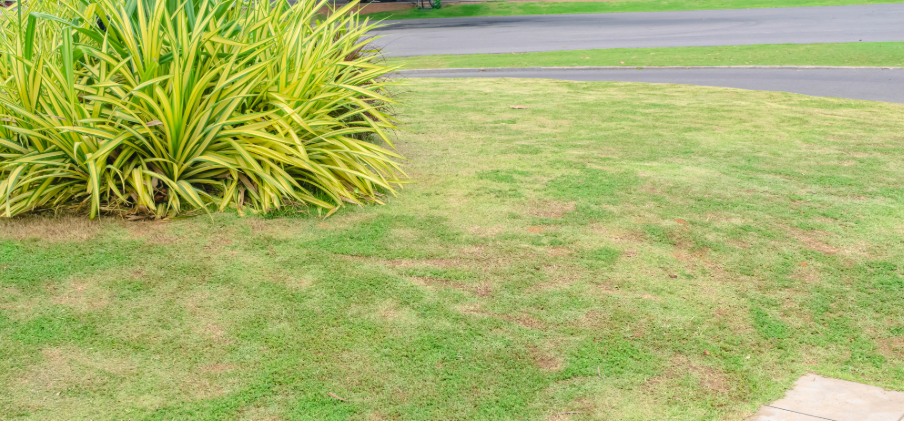 lawn disease diagnosis and treatment for Huntsville homeowners
