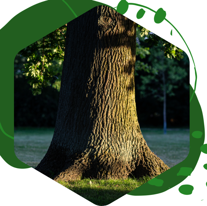 A tree in a park with a green circle around it
