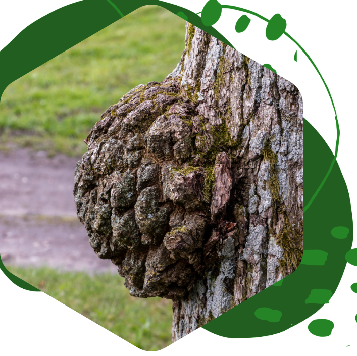 A close up of a tree trunk with a green circle around it.