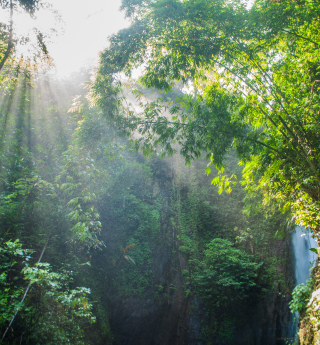 A forest with the sun shining through the trees to represent a calm environment during massage therapy.