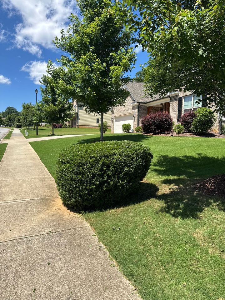 Lush green yard with a sidewalk, trimmed shrubs, and trees in front of a house under a sunny sky.