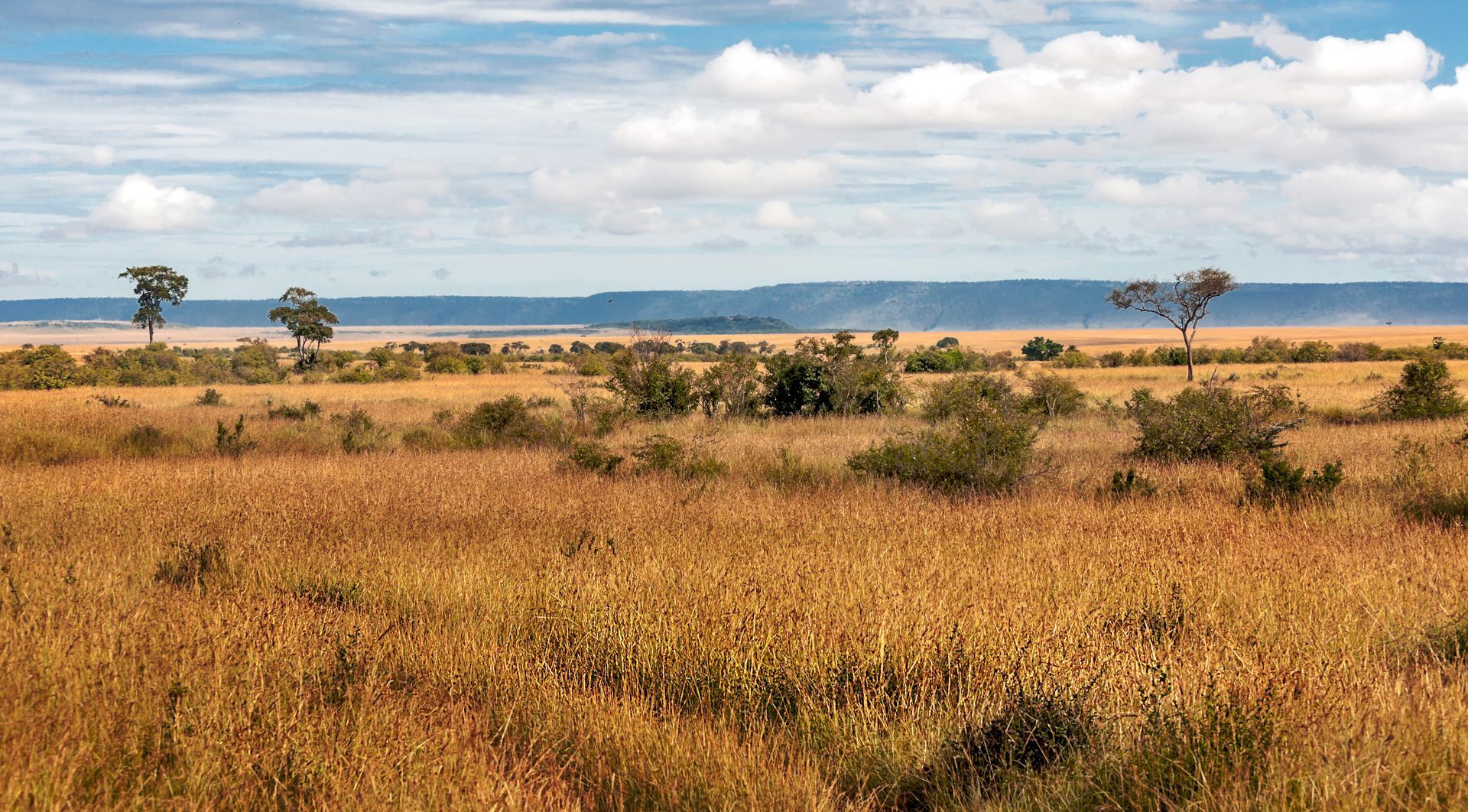 A field of tall grass with trees in the background and a body of water in the distance.