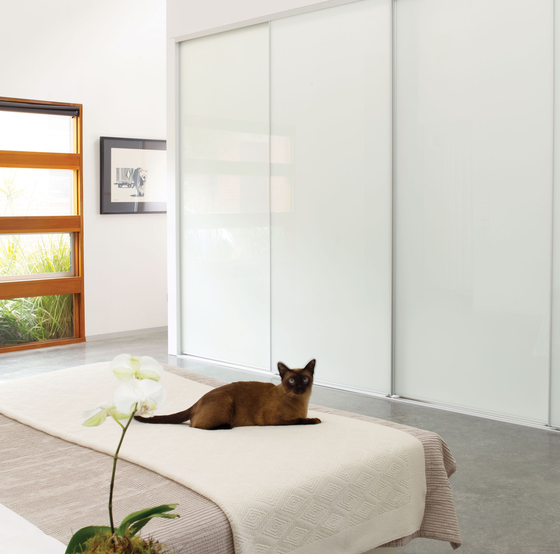 Ultra white glass sliding wardrobe doors in bedroom with tonkinese cat on bed