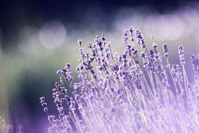 Lavendelstengels, paarse bloemen, zachte bokeh-achtergrond.