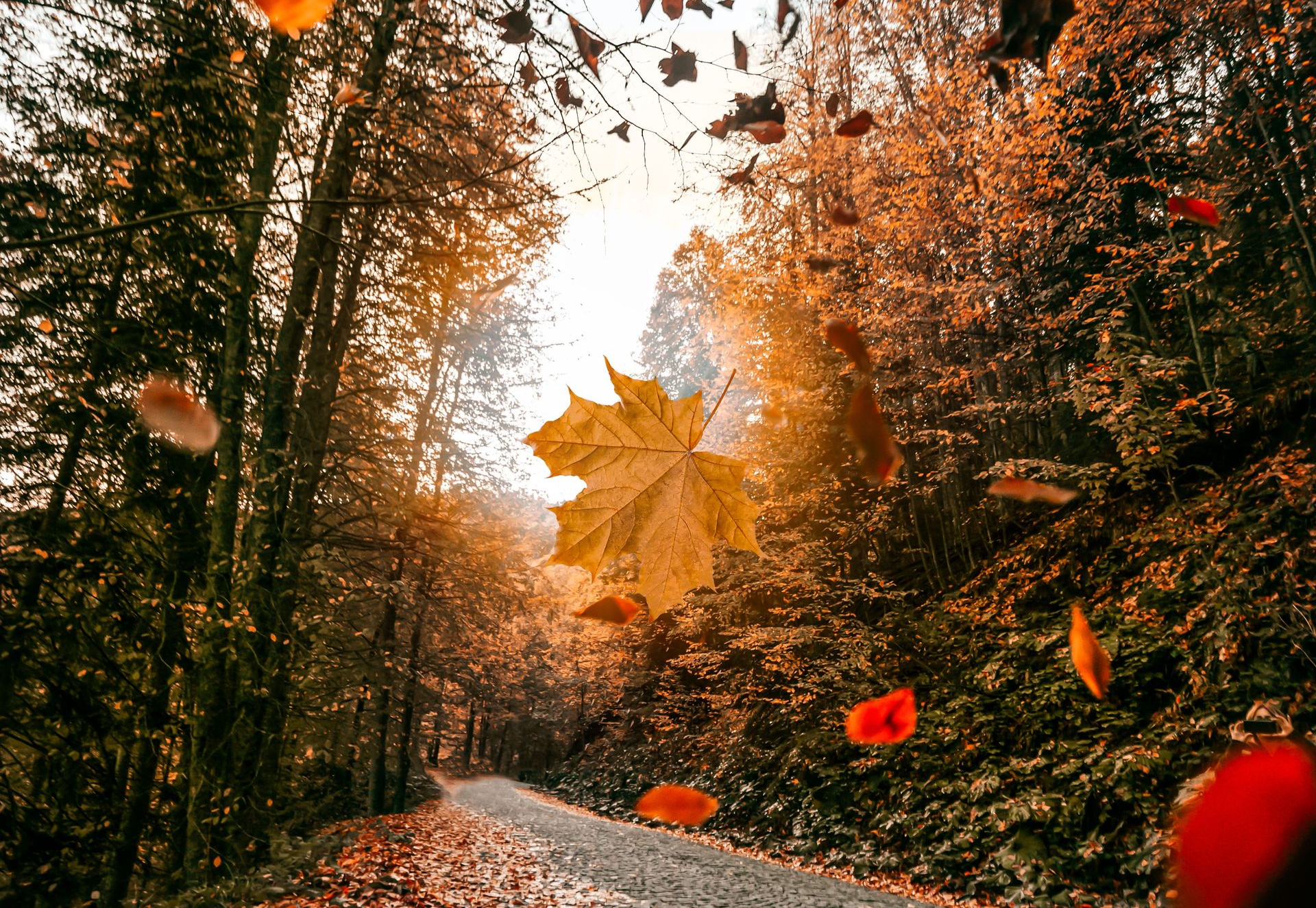Orange maple leaf on a dark, blurred forest floor in autumn light