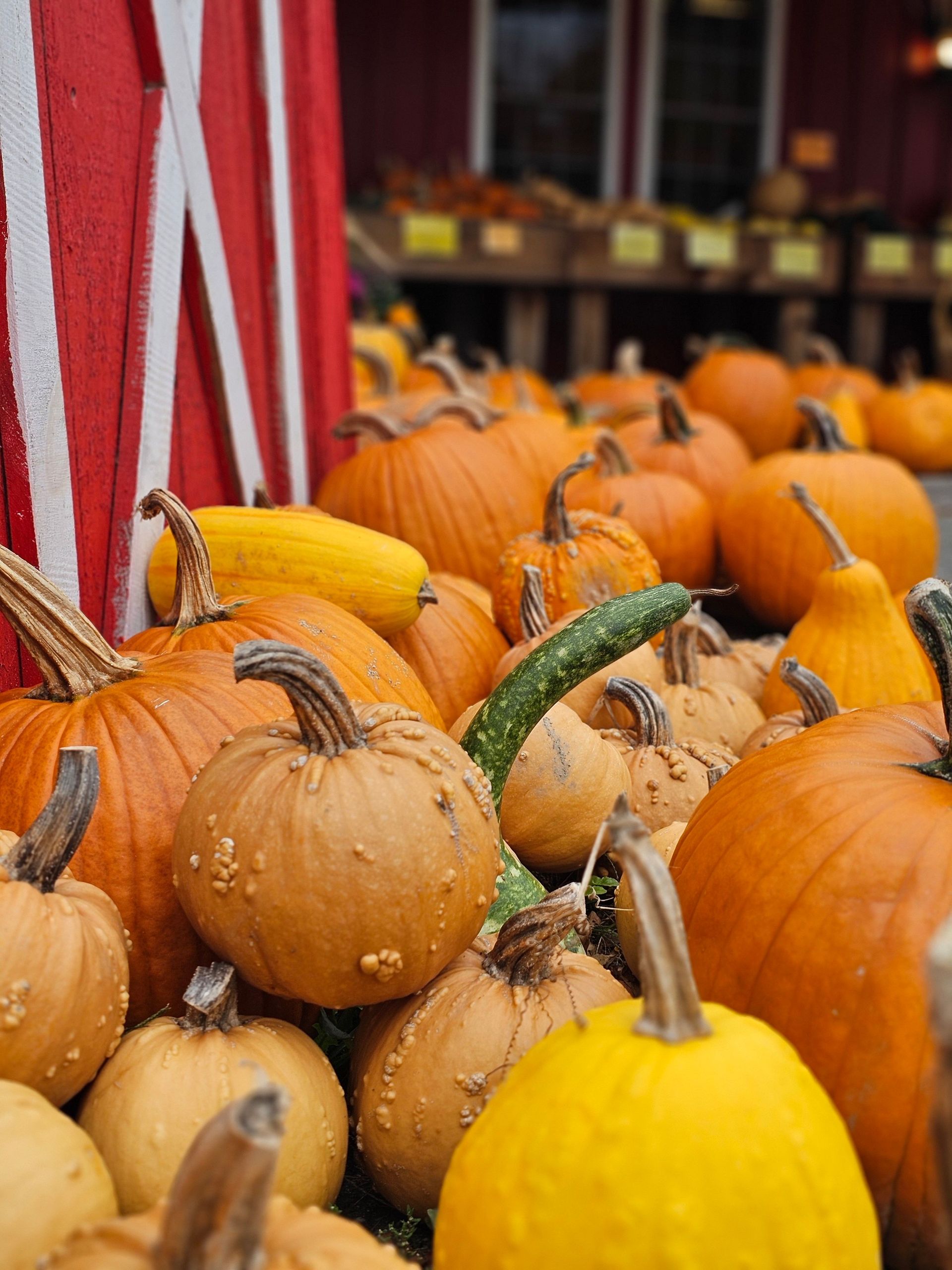 Assortment of pumpkins in various colors and sizes on a wooden surface, autumn foliage in background