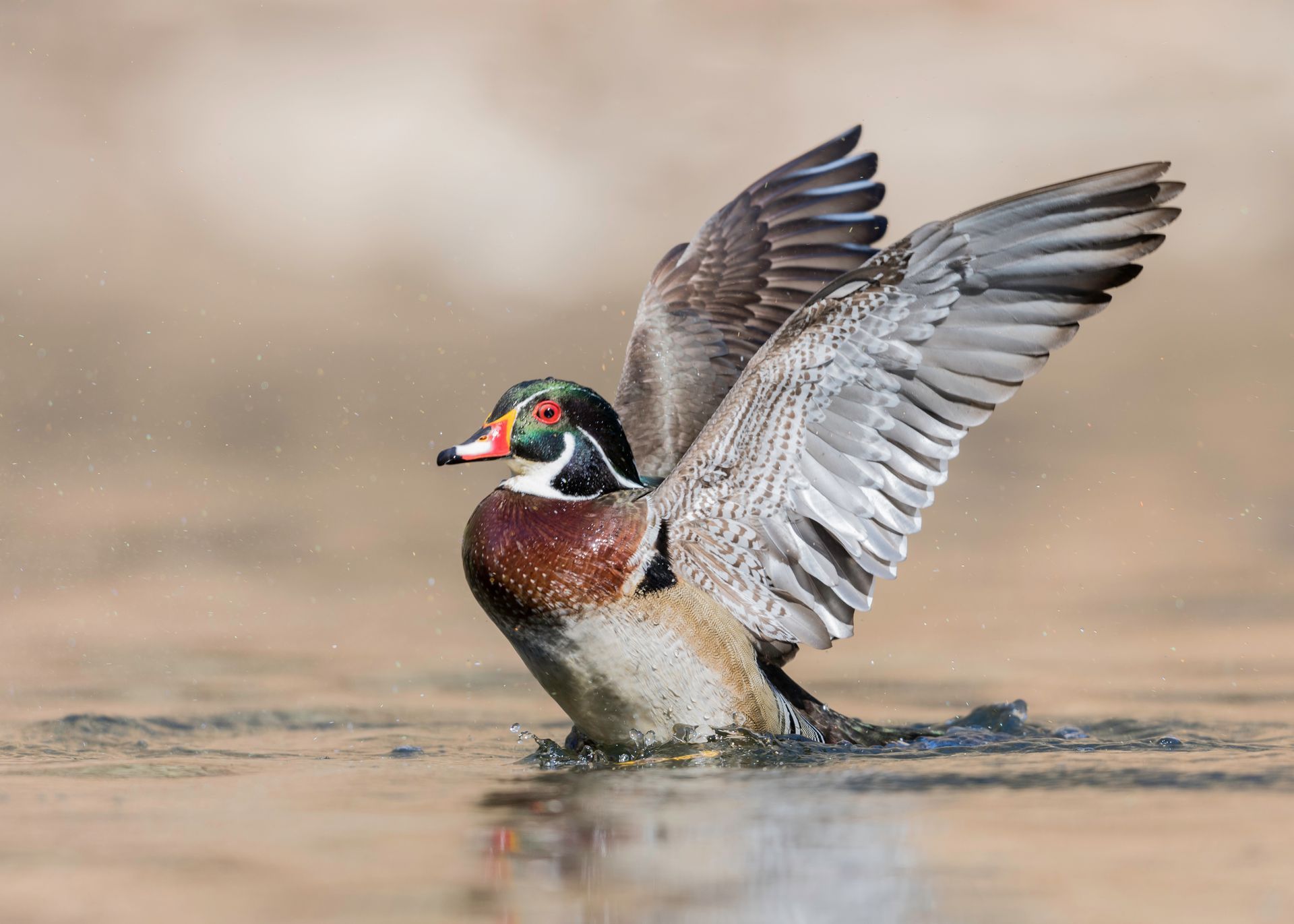 Colorful duck flapping wings in shallow water, with a blurred sandy background