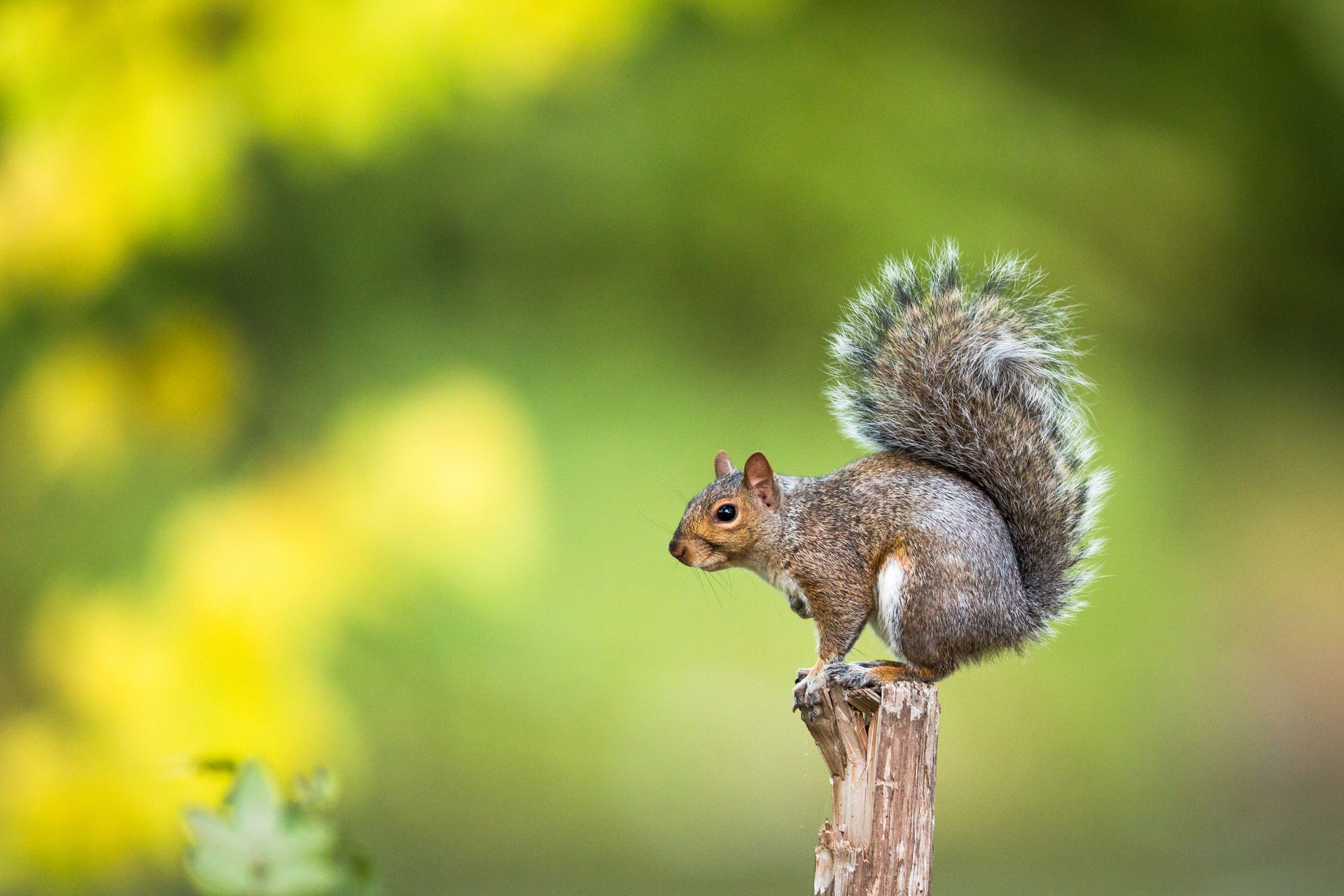 Squirrel perched on a tree stump against a blurred green and yellow background