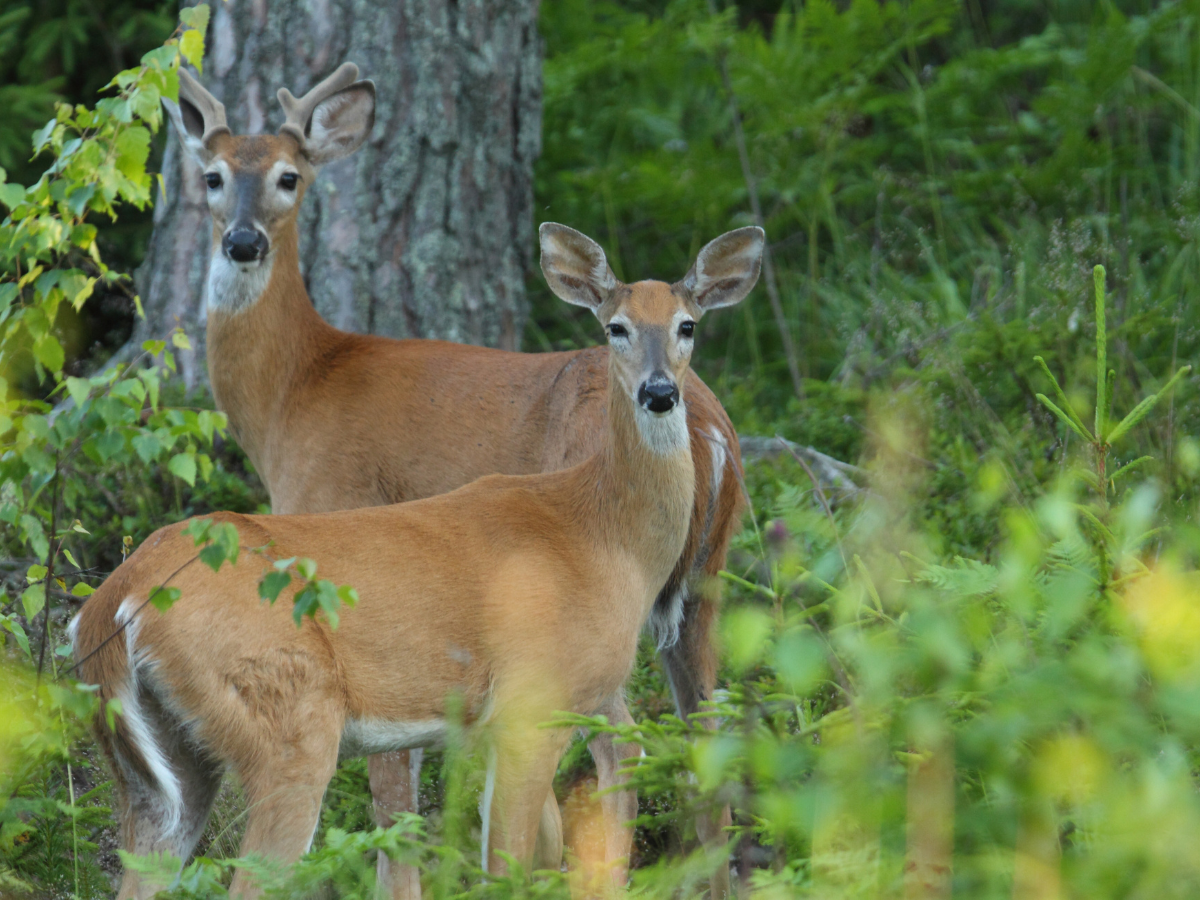 Two deer standing in a forest. One is in front, looking forward, the other is behind a tree.
