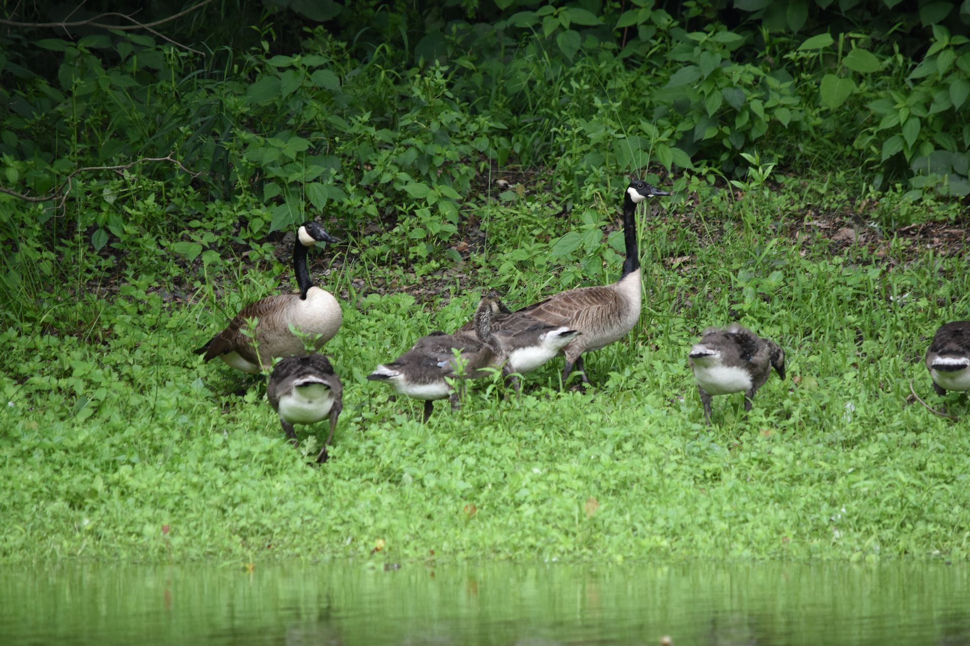 A family of geese standing next to a body of water.