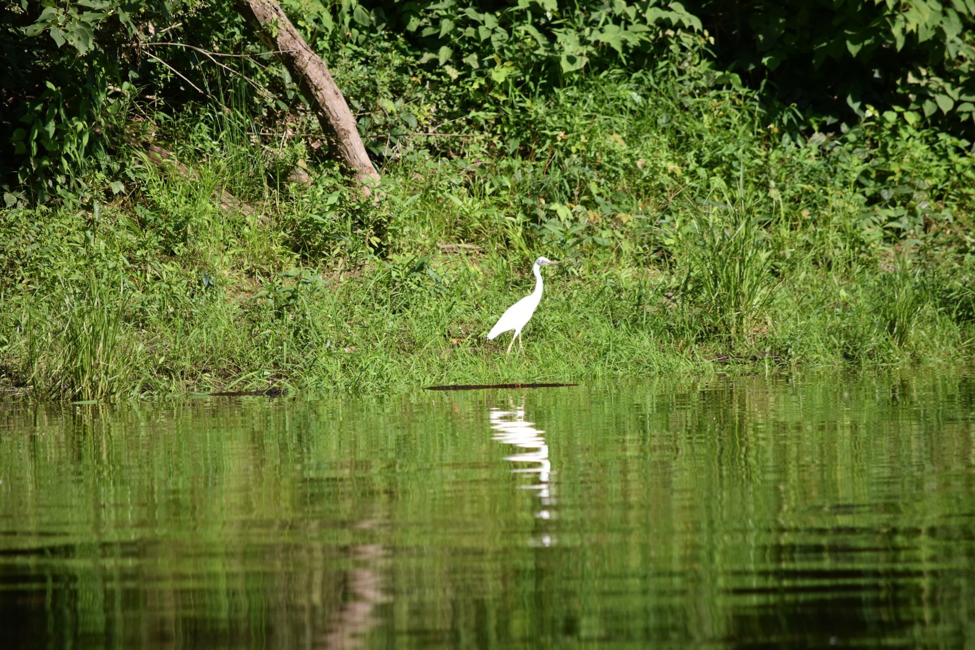 A white bird is standing in the middle of a lake.