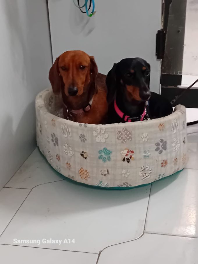Due bassotti, uno marrone e uno nero, in una cuccia con un motivo a impronte di zampe.