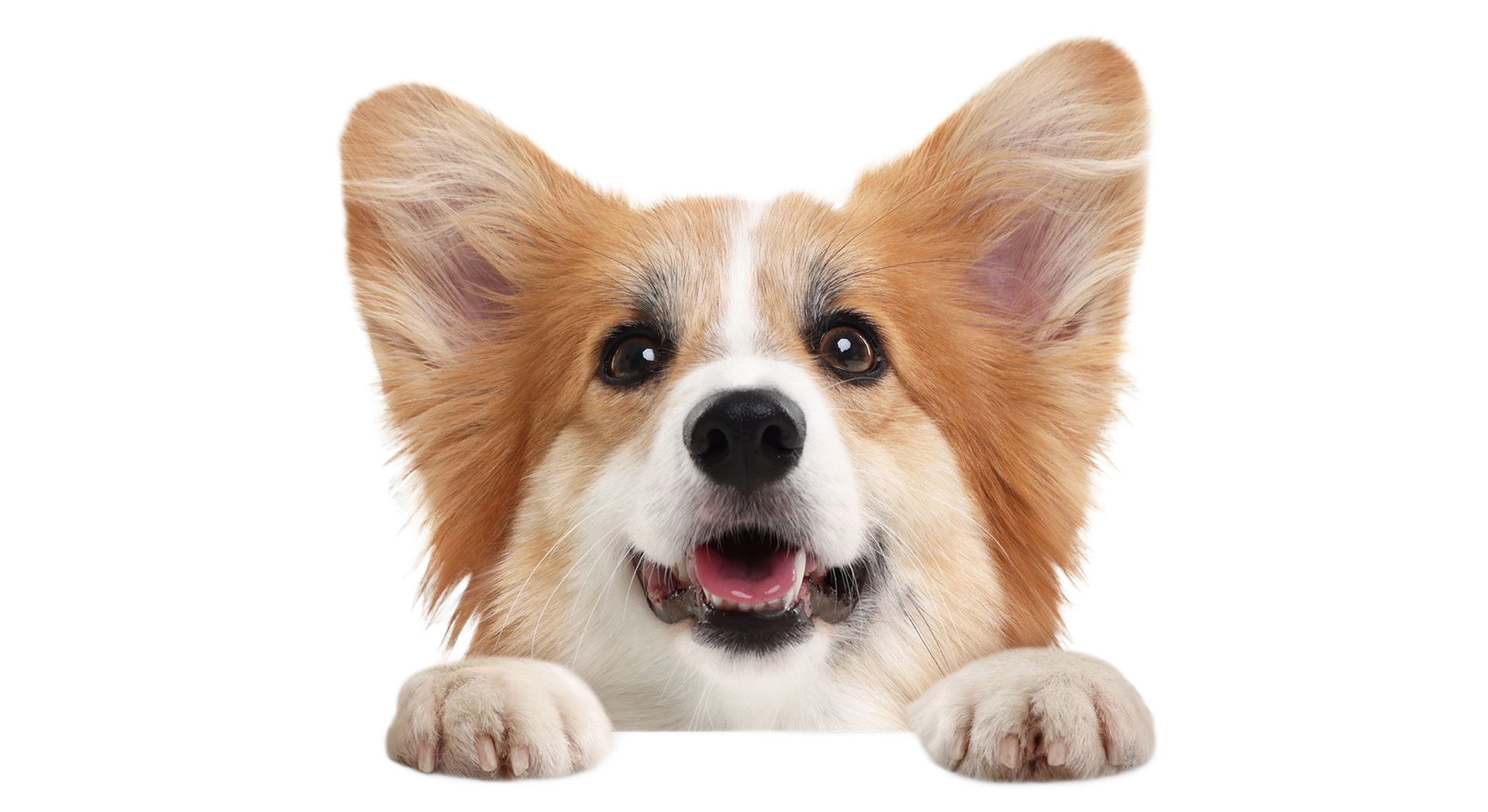 Happy Corgi dog with large ears, peeking over something, with paws visible; white and brown fur.