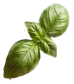 Two fresh, vibrant green basil leaves overlapping against a white background.