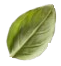 A single, fresh green basil leaf shown against a white background.