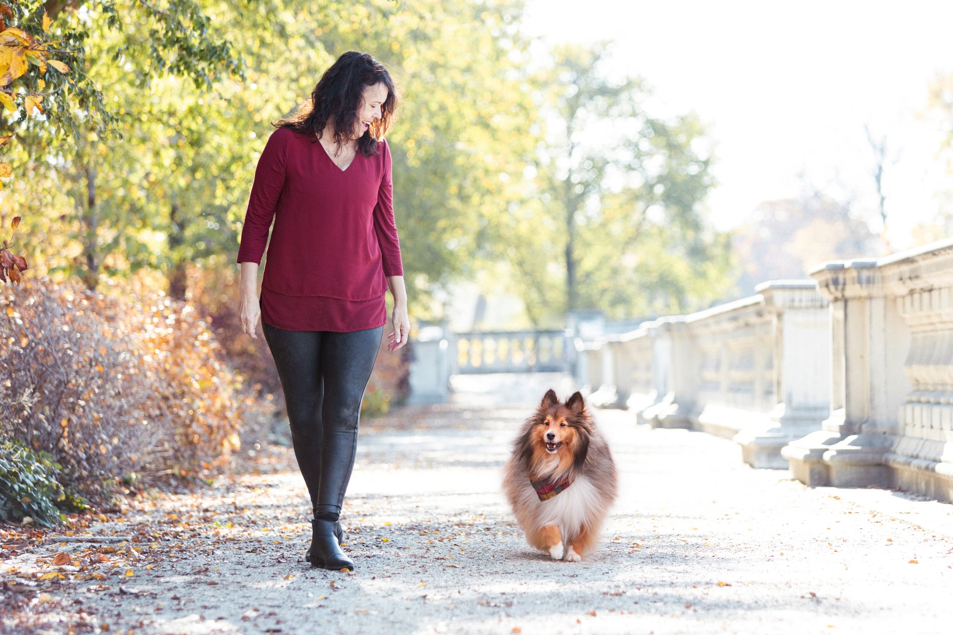 Local Dog Training Services St. Louis, MO PetImpact!