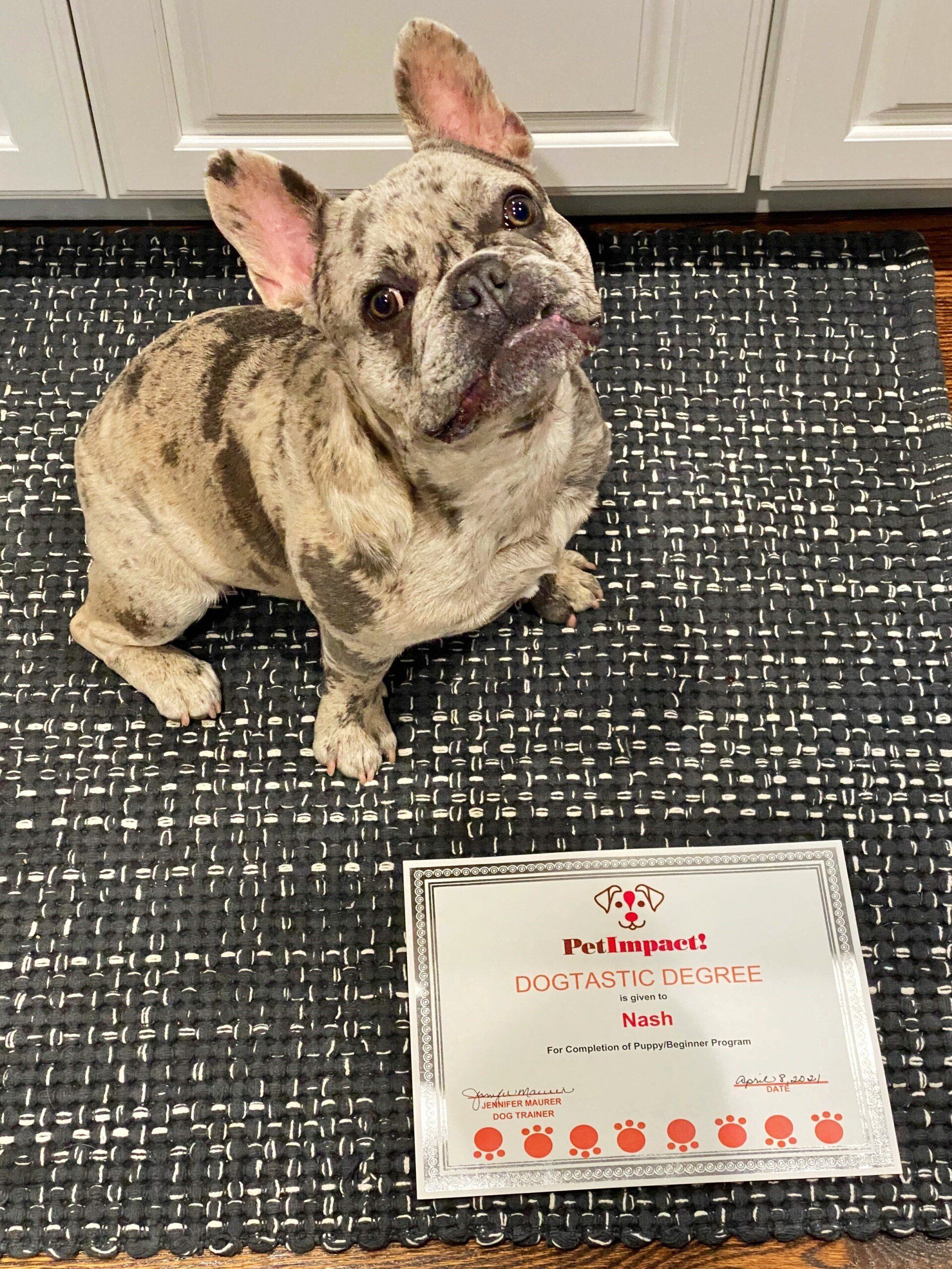 French bulldog sits on a textured mat, looking up at the camera. A packet of 